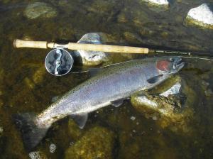 wild-sh-003 Long intervals between grabs were well worth it.