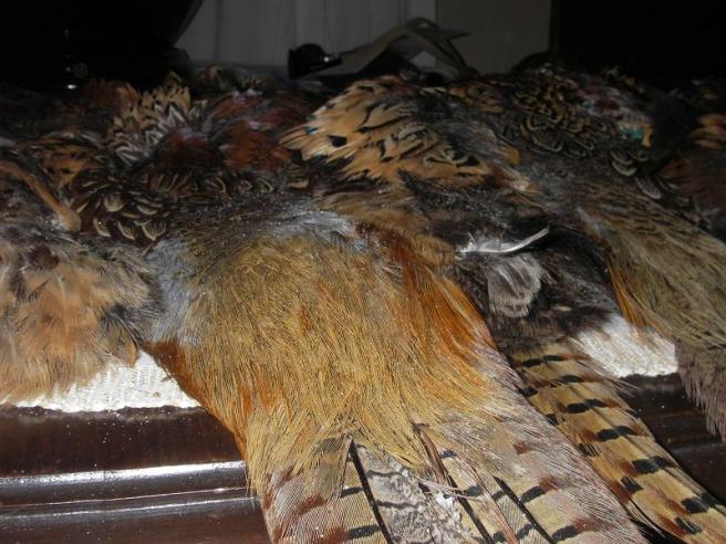 Choice rump feathers at the base of the tail.