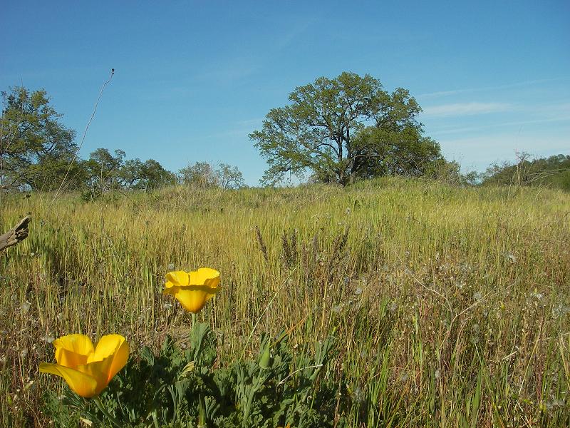 This used to be a more active floodplain.  Now it has given way to a lush, grassy, semi-wooded setting.