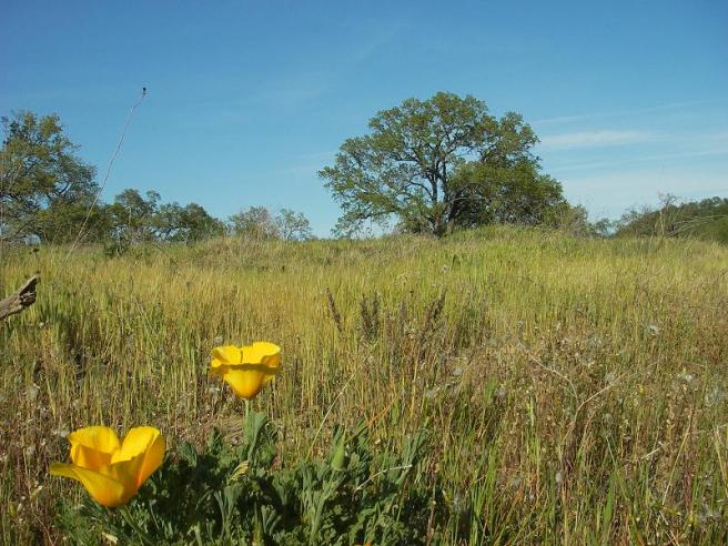This used to be a more active floodplain.  Now it has given way to a lush, grassy, semi-wooded setting.