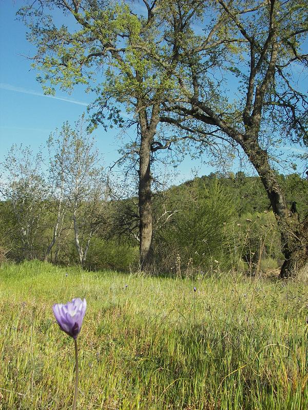 It appears that much of the riparian forest here is undergoing a radical change in vegetation communities.  The lack of regular, high flows is probably precluding the estblishment of seedlings.  The result - the remaining trees are growing older with little replacement.