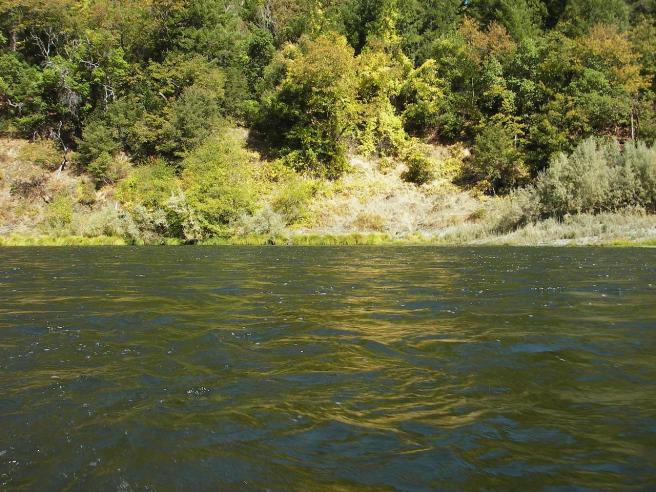 A giant riffle slows down and deepens against a backdrop of early fall foliage.