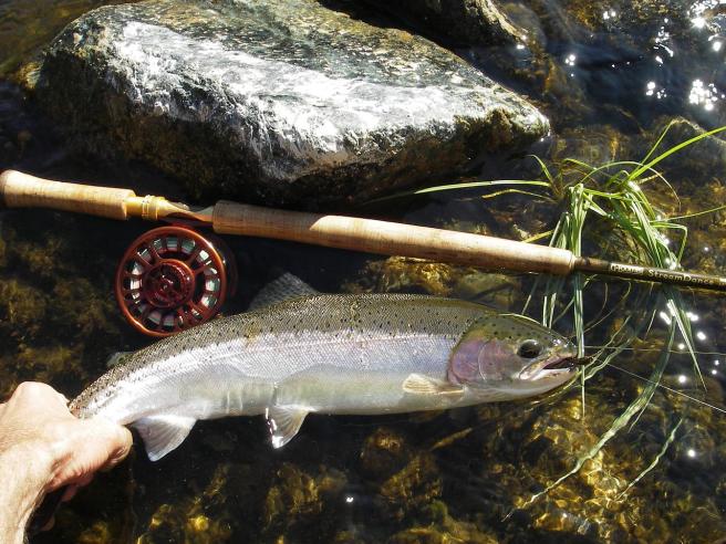 ...and even a fish or two can't resist the movement of subtly colored pulsing feathers.