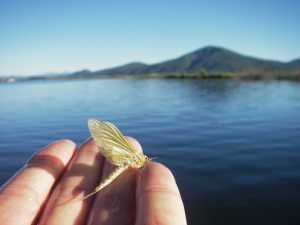 I got one before the birds did.