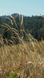 tall_grass and sun1
